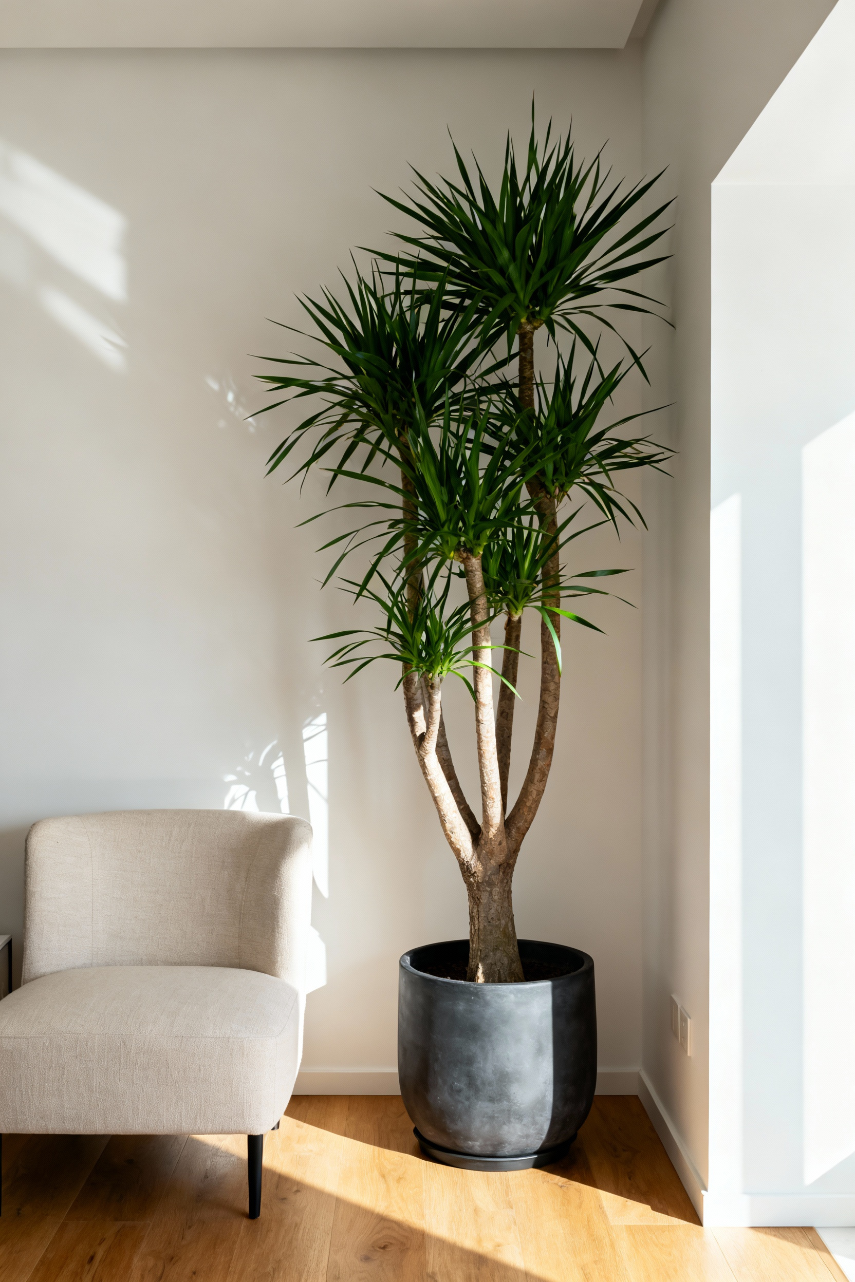 A tall, dramatic Dracaena Marginata houseplant serving as a sculptural focal point in a minimalist, compact apartment living room.