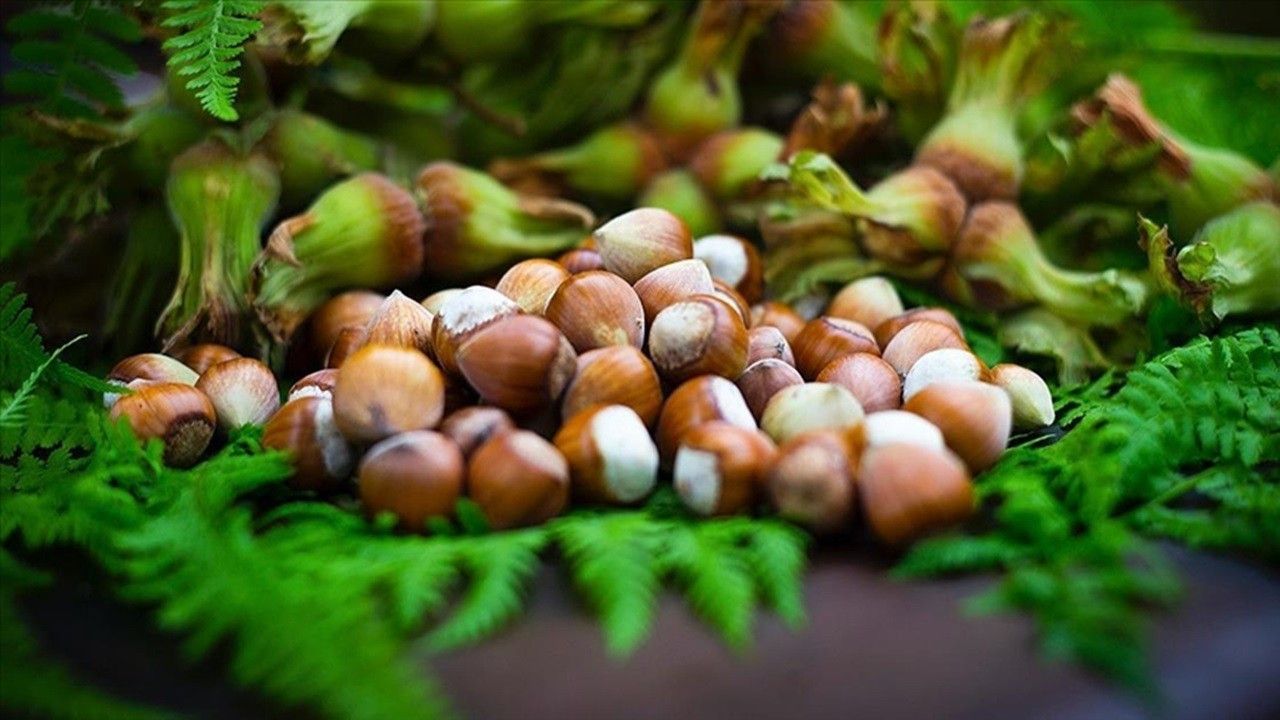 Fındık fiyatları 10 Nisan 2023? Güncel fındık fiyatları? | FINDIK TV