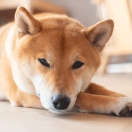 Shiba Inu