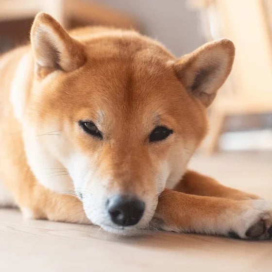 Shiba Inu