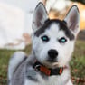 Siberian Husky 