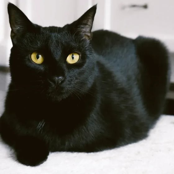 bombay cat