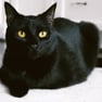 bombay cat
