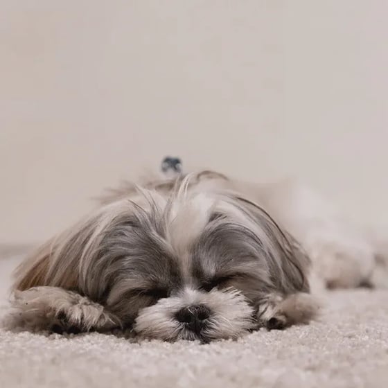 shih tzu