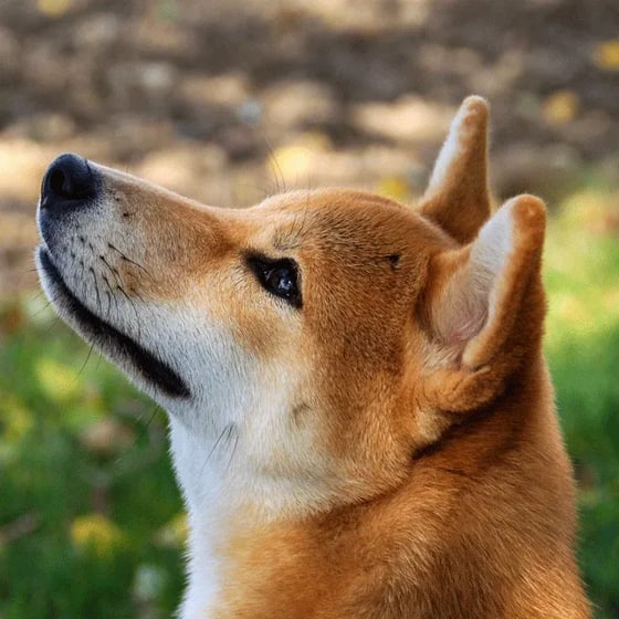 Shiba Inu