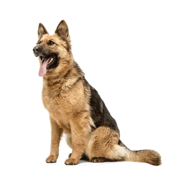 German shepherd