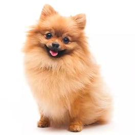 Pomeranian
