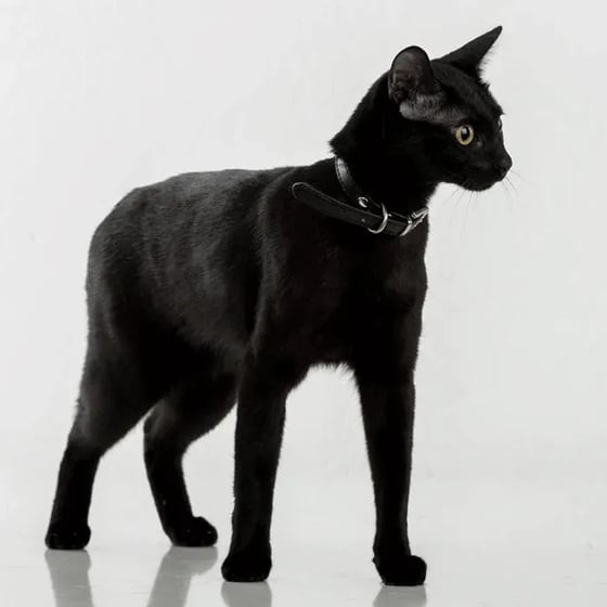 bombay cat