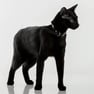 bombay cat