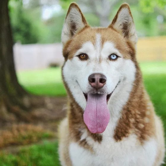 Siberian Husky 
