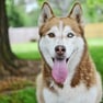 Siberian Husky 