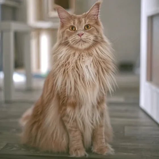 Maine Coon