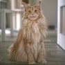 Maine Coon