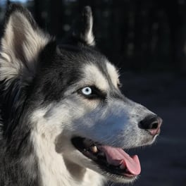 Siberian Husky 