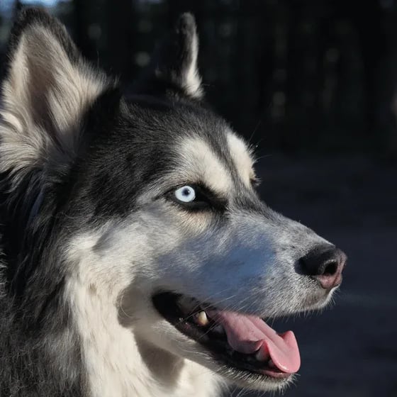 Siberian Husky 