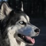 Siberian Husky 