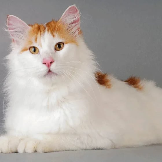 turkish van