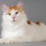 turkish van
