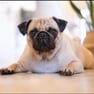 Pug
