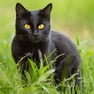 bombay cat