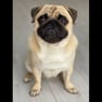 Pug