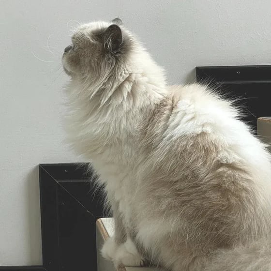Himalayan cat