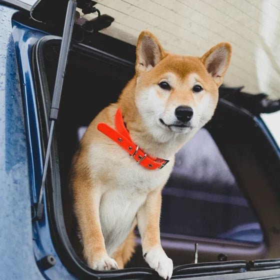Shiba Inu