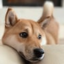 Shiba Inu