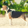 beagle