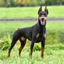 doberman