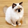 Himalayan cat