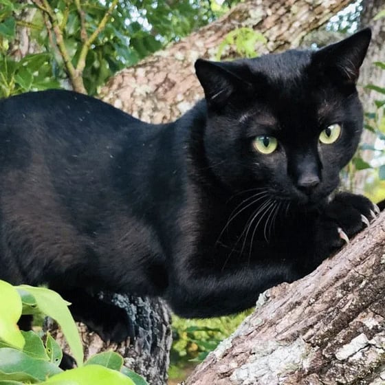 bombay cat