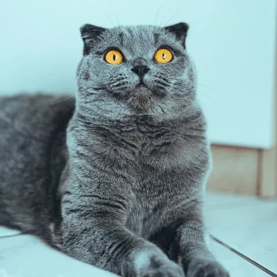 Scottish Fold