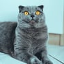 Scottish Fold