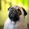 Pug