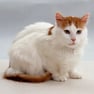 turkish van