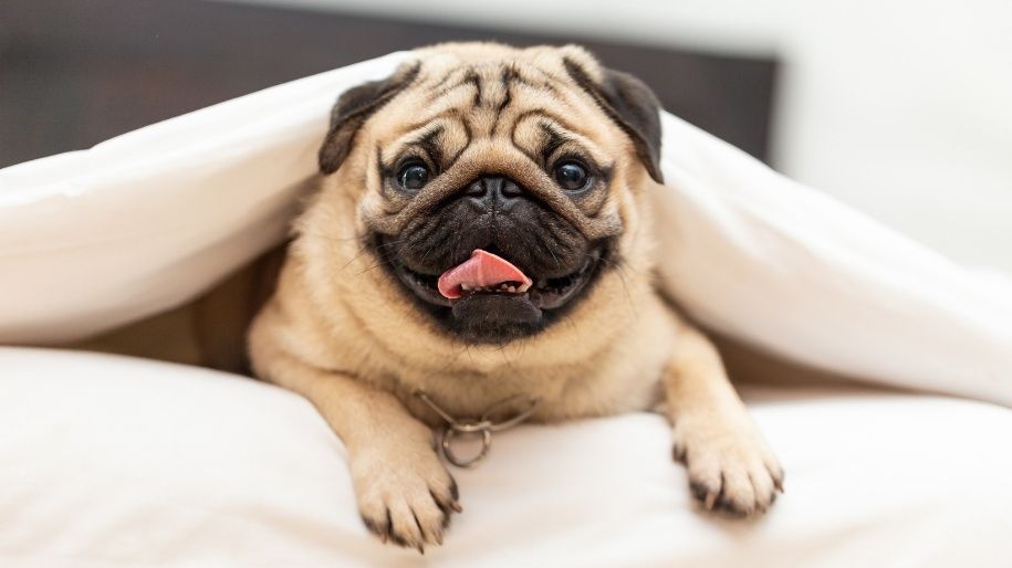 The Best Toys and Accessories for Your Pug : Must - Haves for Every Pug Owner 