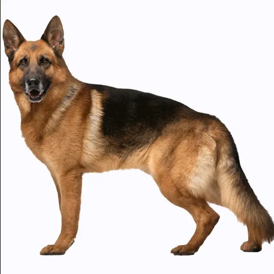 German shepherd