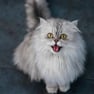 Persian Cat