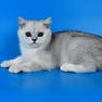 Scottish Fold