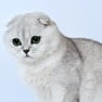 Scottish Fold