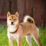 Shiba Inu