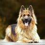 German shepherd