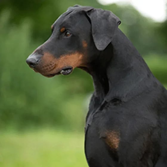 doberman