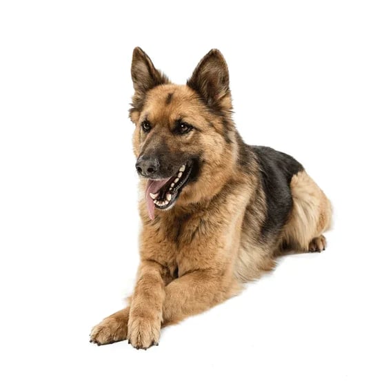 German shepard