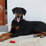 doberman