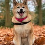 Shiba Inu