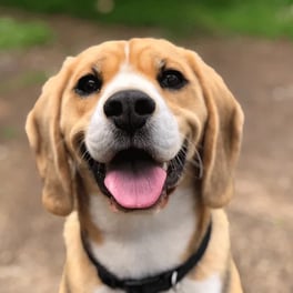 beagle