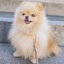 pomeranian