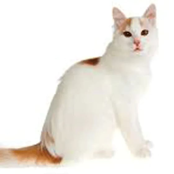 turkish van